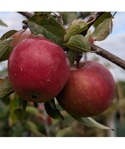 Malus domestica Ellison's Orange - M26 (10lt)