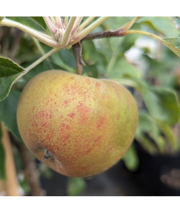 Malus domestica Elstar M26 (Bush) (10lt)