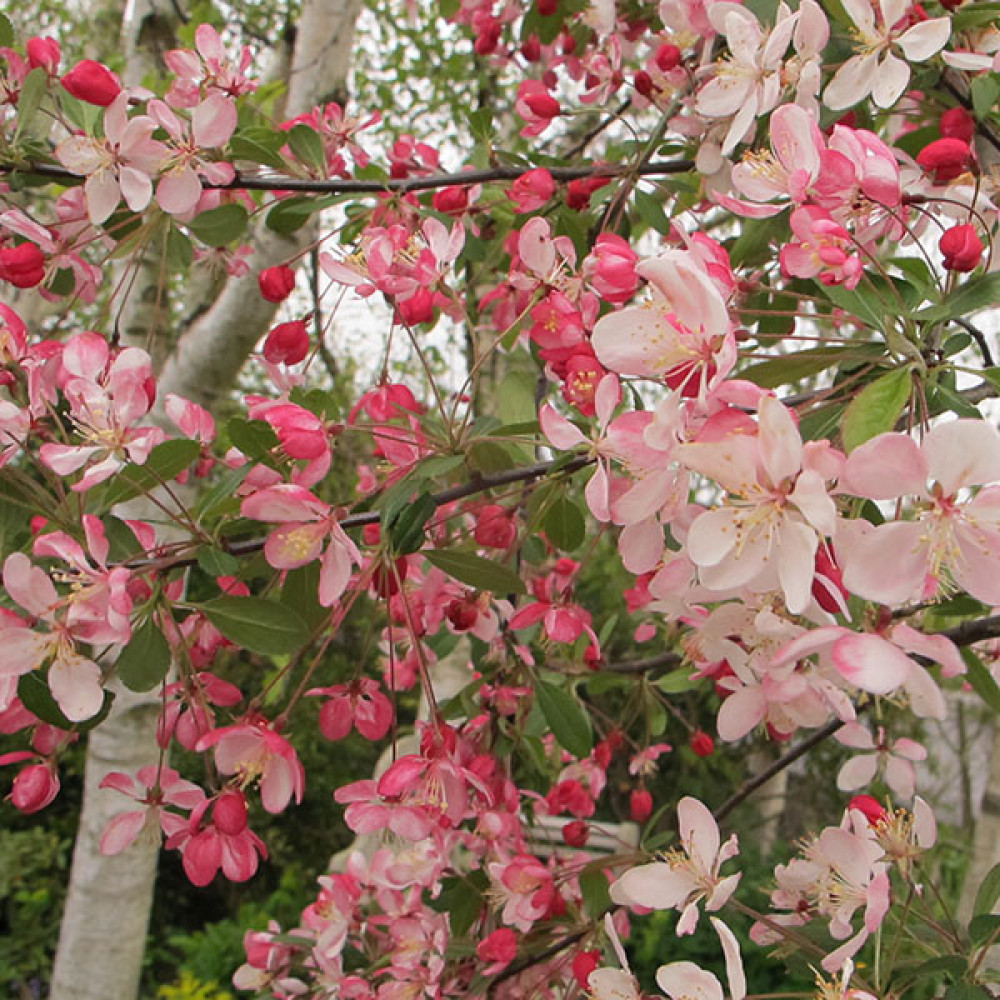 Malus floribunda (12lt)