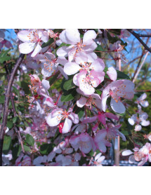 Malus floribunda (10lt)