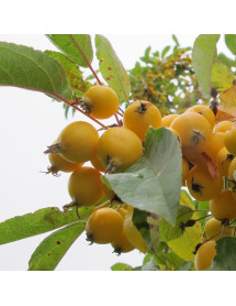 Malus Golden Hornet (12lt)