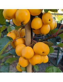 Malus Golden Hornet (12lt)
