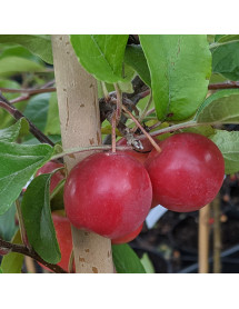 Malus x atrosanguinea Gorgeous (12lt)