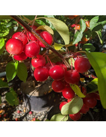 Malus x atrosanguinea Gorgeous (7lt)