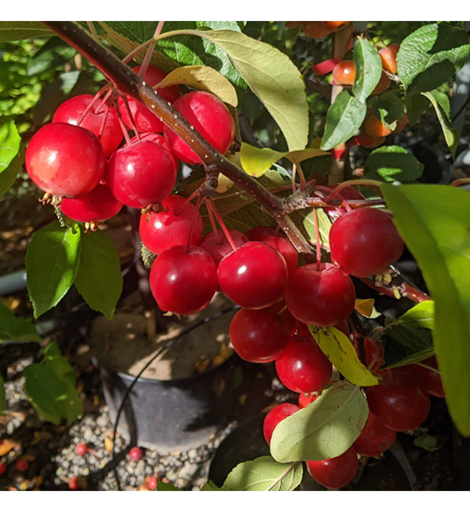 Malus x atrosanguinea Gorgeous (7lt)