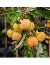 Malus Halloween (12lt)