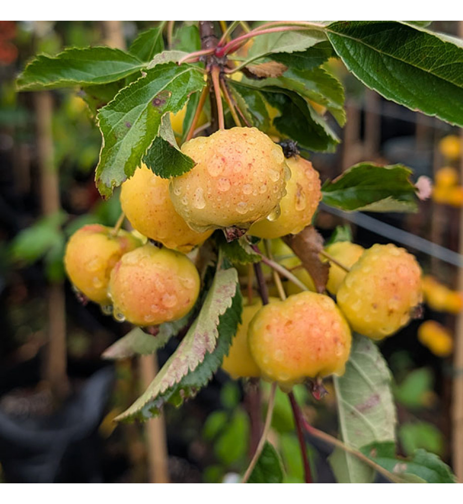 Malus Halloween (12lt) Malus Halloween (12lt)