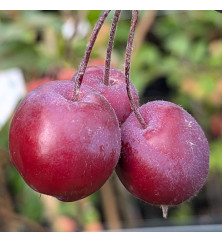 Malus Harry Baker (12lt)