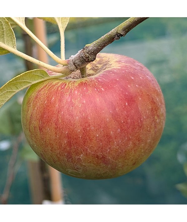 Malus domestica Howgate Wonder MM106 (12lt)