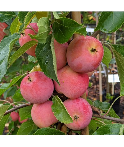 Malus Jelly King (10lt)