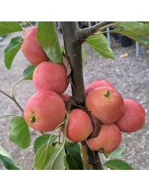 Malus Jelly King (10lt)