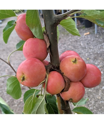 Malus Jelly King (10lt)