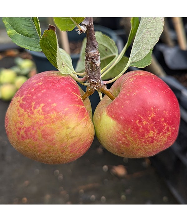 Malus domestica Kidds Orange Red - Bush (mm106)(12lt)