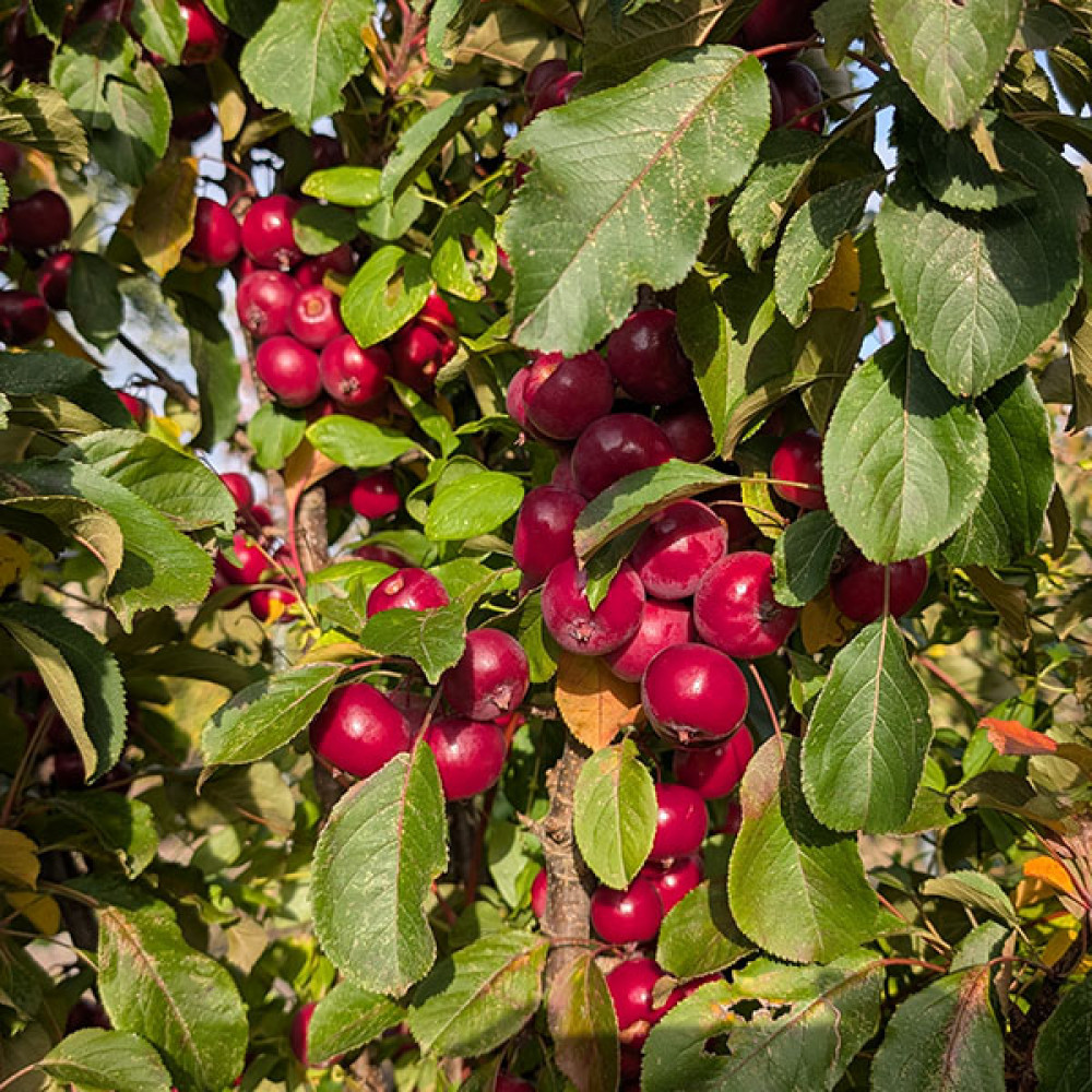 Malus Laura (12lt) Malus Laura (12lt)