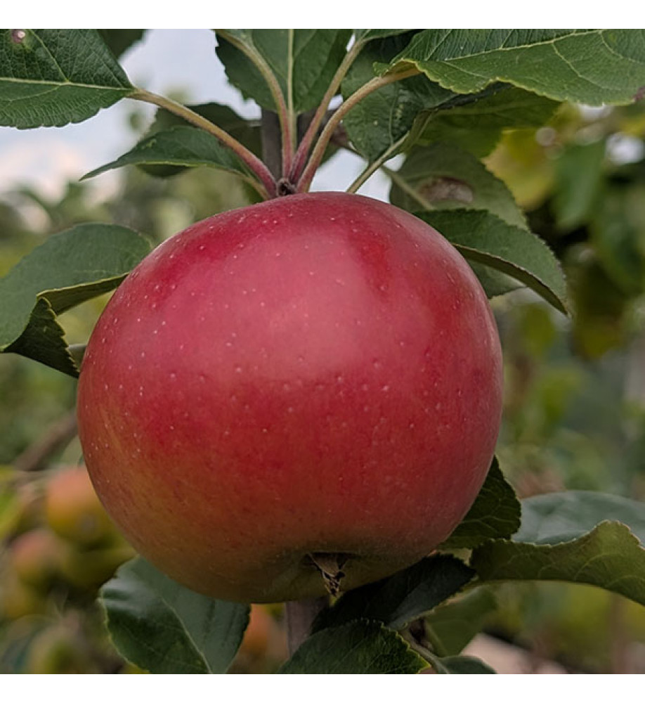 Malus domestica Red Devil (mm106) Half Standard (12lt)
