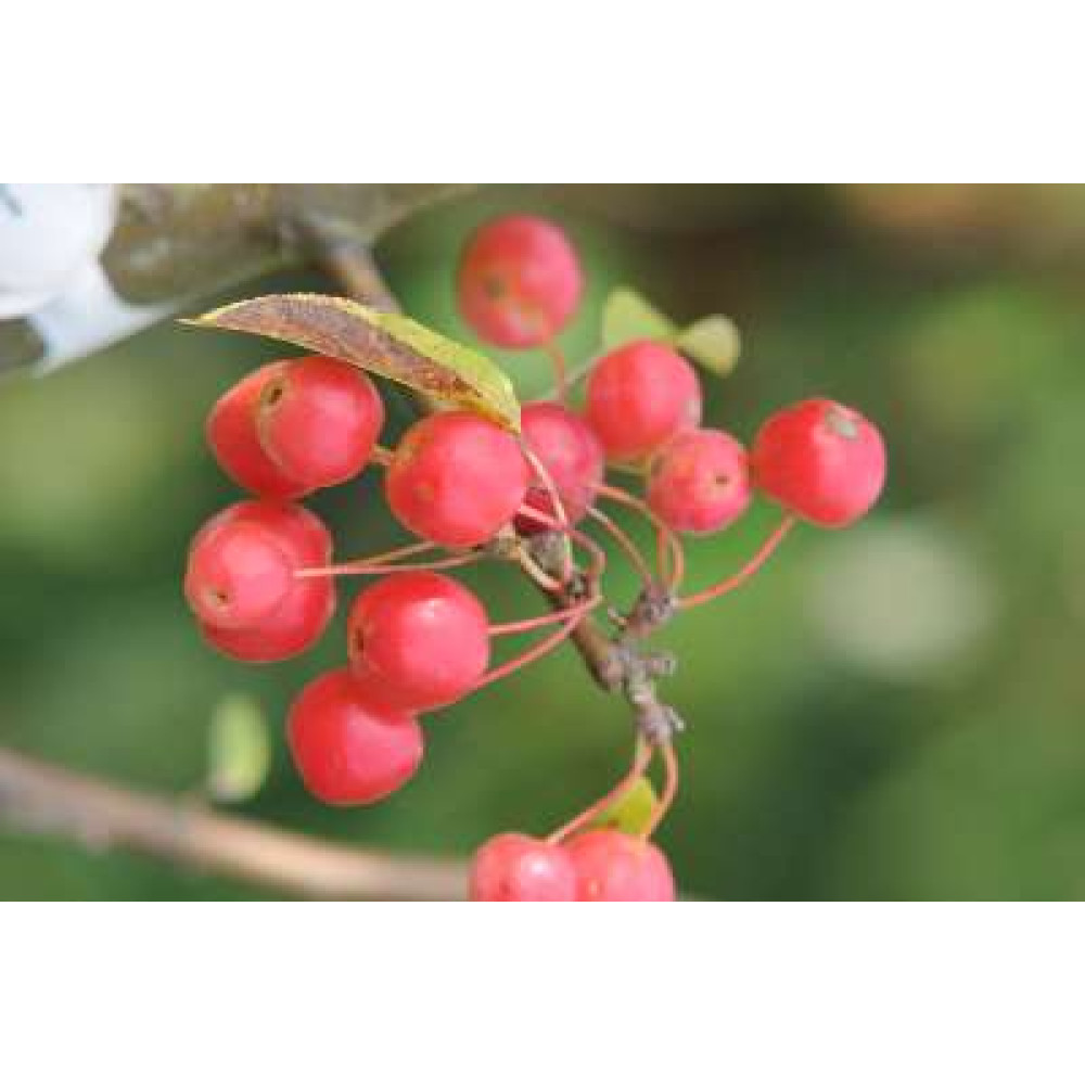 Malus x robusta Red Sentinel (13.5lt)