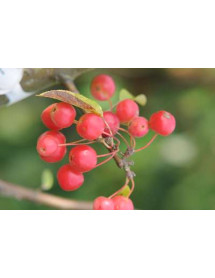 Malus x robusta Red Sentinel (13.5lt)