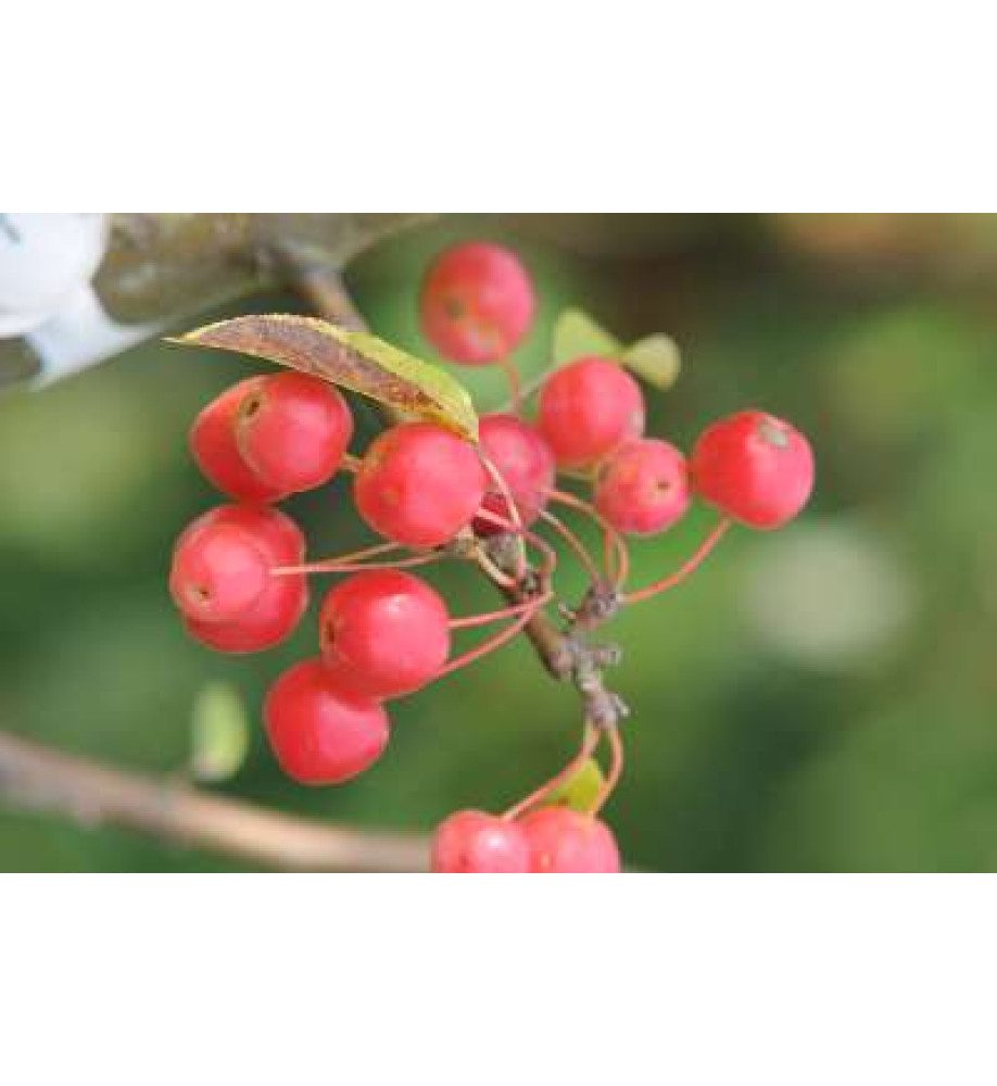 Malus x robusta Red Sentinel M27 Patio (11.5lt)