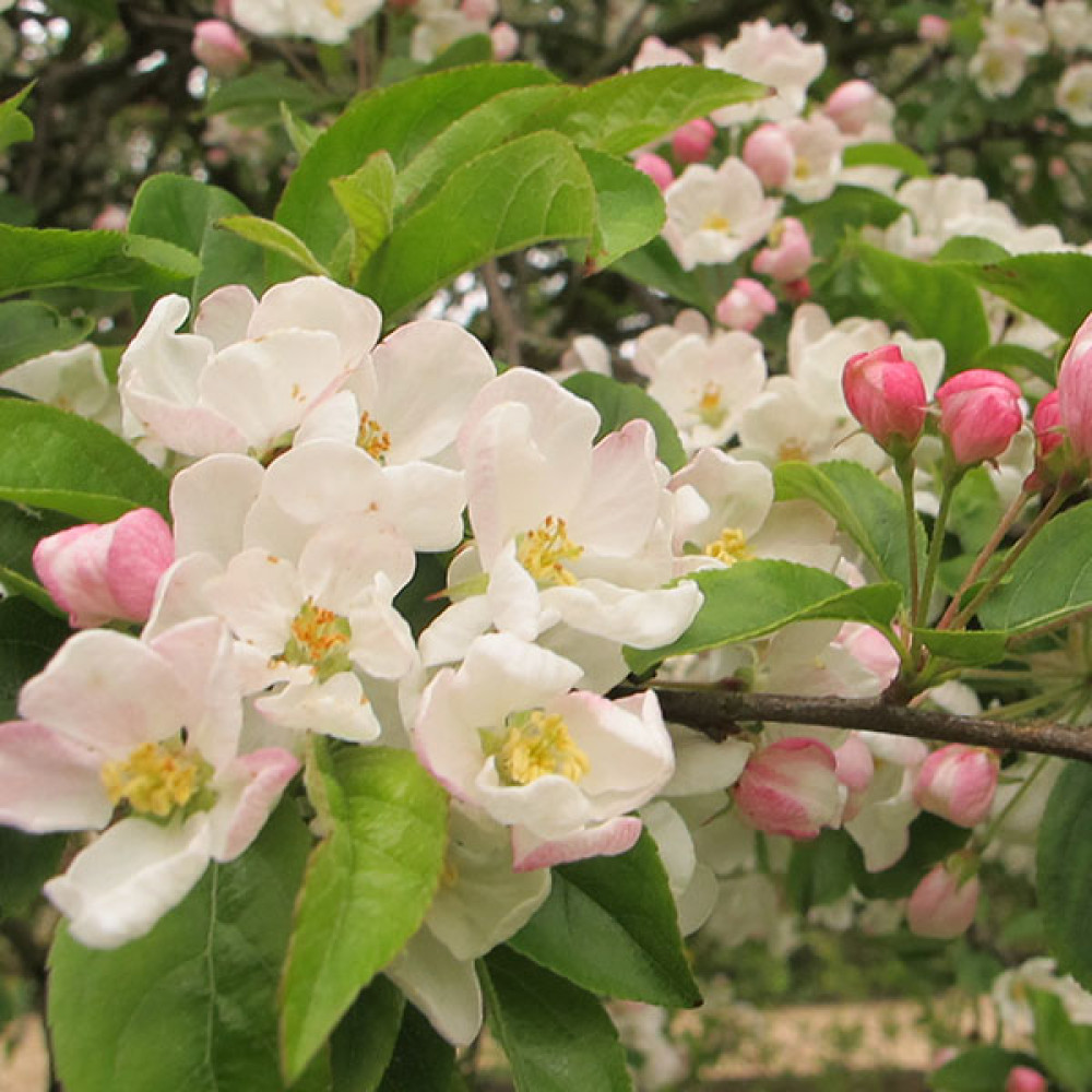 Trees for the smaller garden