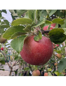 Malus domestica Red Windsor - M26 (Bush)(6lt) Malus domestica Red Windsor - M26 (Bush)(6lt)