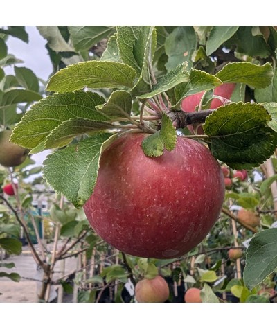 Malus domestica Red Windsor - MM106 (Fan Trained)(12lt)