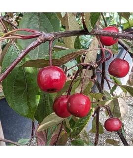 Malus Royal Beauty (12lt)