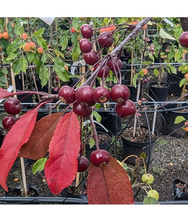 Malus Royal Raindrops (9lt)