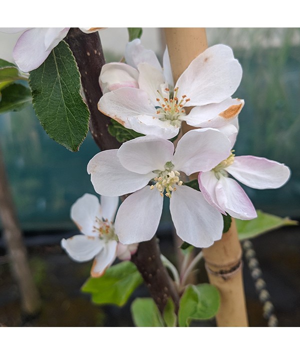 Malus domestica Scrumptious - MM106 (Espalier)(12lt)