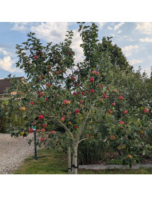 Malus domestica Scrumptious - MM106 (Half Standard)(12lt)