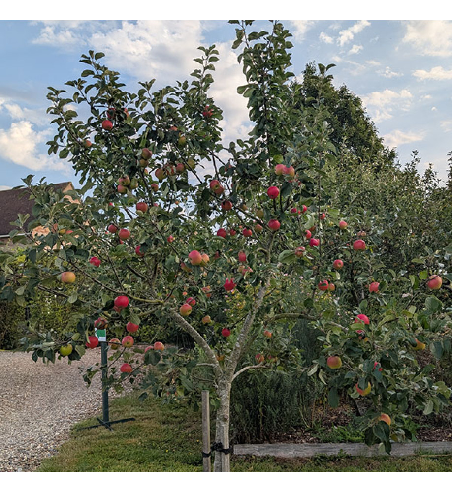 Malus domestica Scrumptious - MM106 (Half Standard)(12lt)