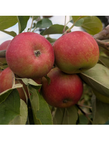 Malus domestica Scrumptious - M26 (Maiden)(6lt)