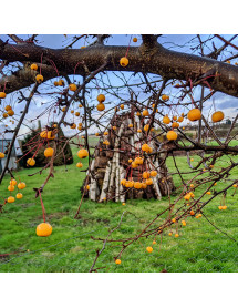 Malus transitoria Golden Raindrops (12lt) Malus transitoria Golden Raindrops (12lt)