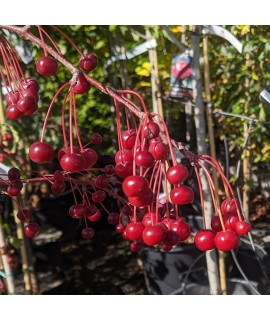 Malus brevipes Wedding Bouquet (13.5lt)