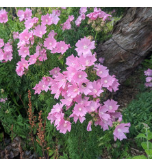 Malva moschata (1.5lt)