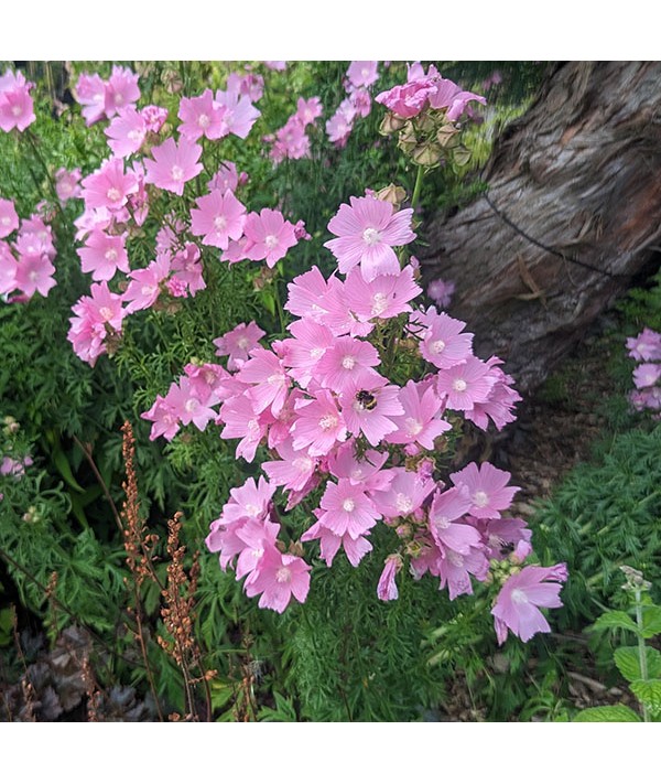 Malva moschata (1lt)