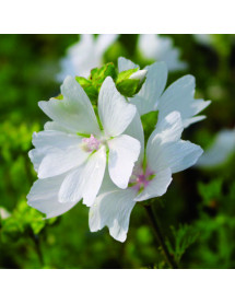 Malva moschata alba (0.75lt)