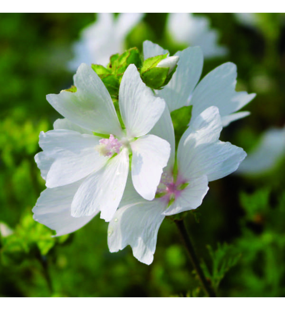 Malva moschata alba (0.75lt)
