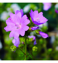 Malva moschata (1.5lt)