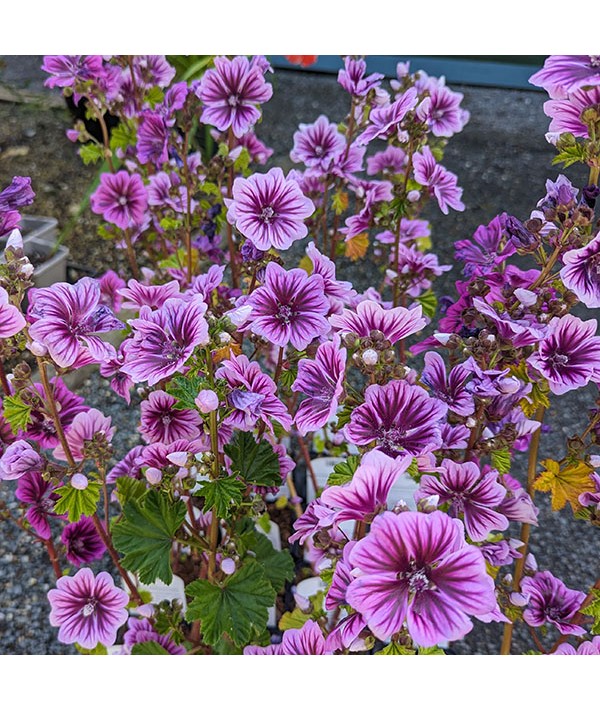 Malva sylvestris var. mauritiana Zebrina (2lt)