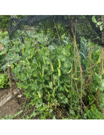 Mange tout peas (6 pack)