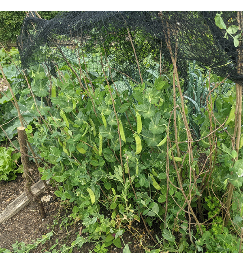 Mange tout peas (6 pack)