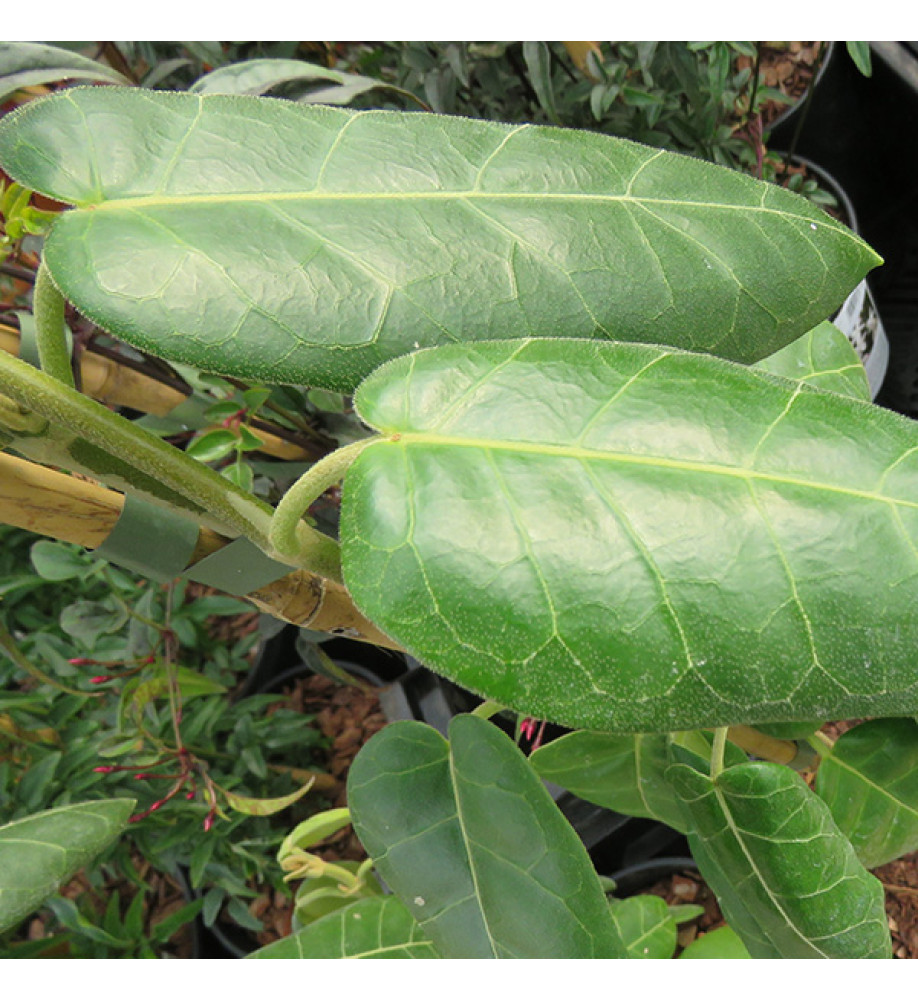Marsdenia oreophila (7lt) Marsdenia oreophila (7lt)