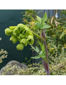 Mathiasella bupleuroides Green Dream (3lt)