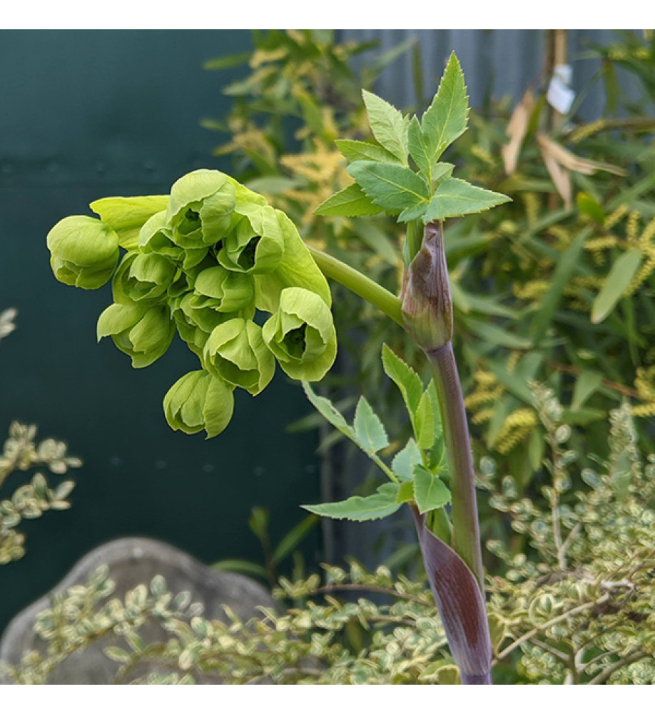 Mathiasella bupleuroides Green Dream (3lt)
