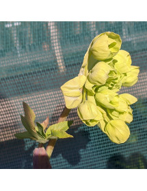 Mathiasella bupleuroides Green Dream (3lt)