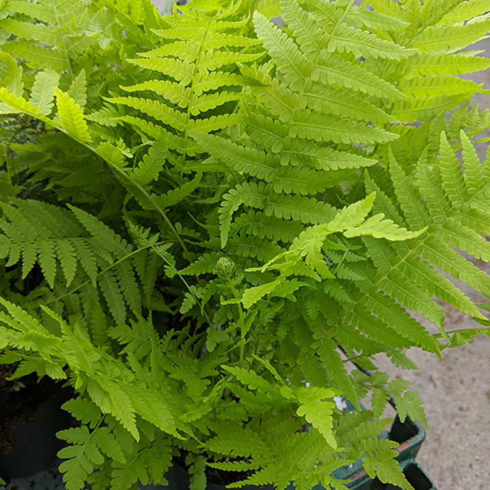 Matteuccia struthiopteris (2lt)