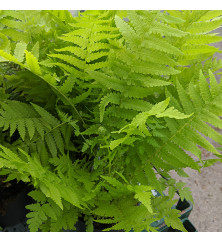 Matteuccia struthiopteris (7.5lt)