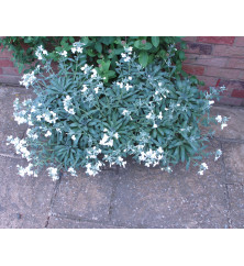 Matthiola incana alba (1lt)