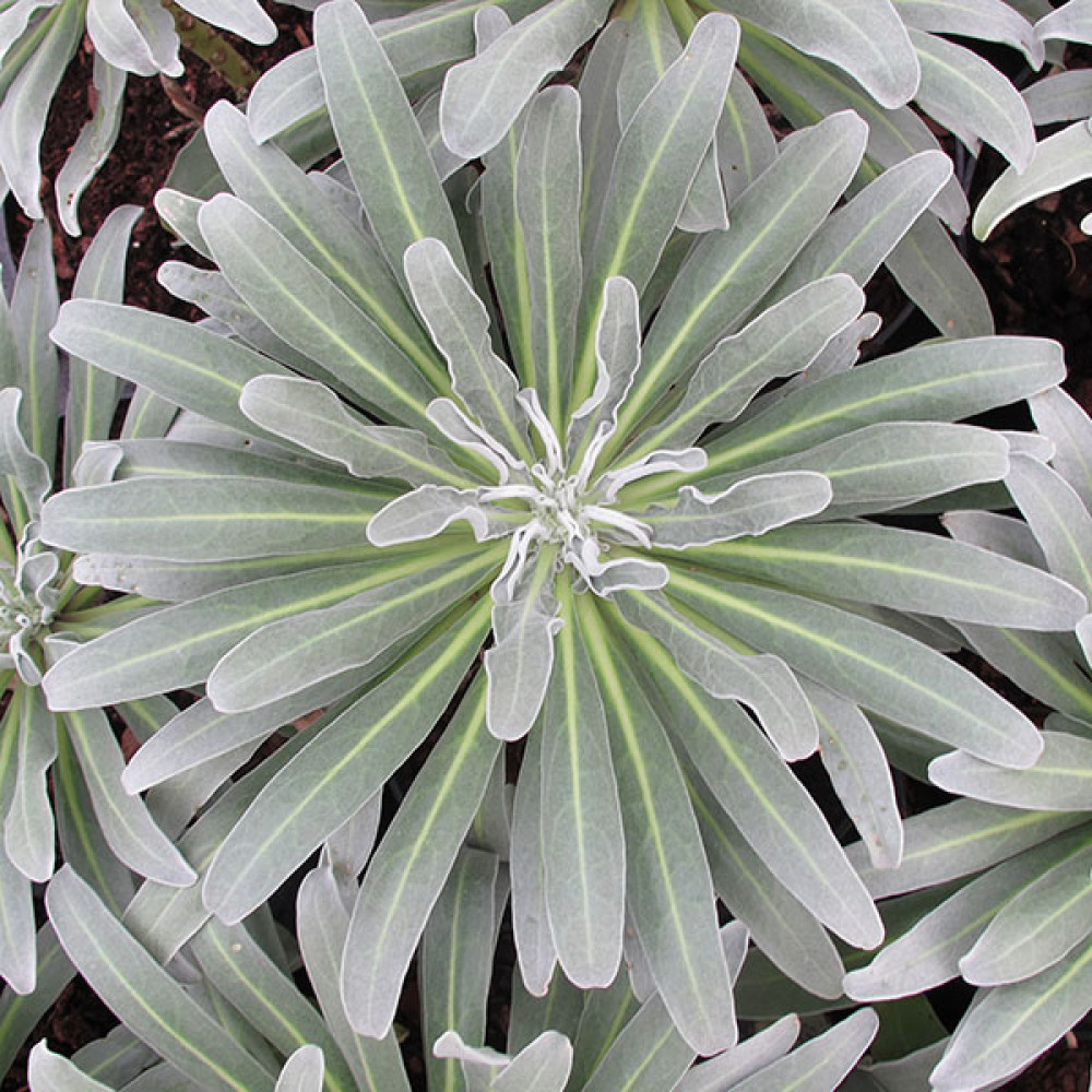Matthiola incana alba (1lt)