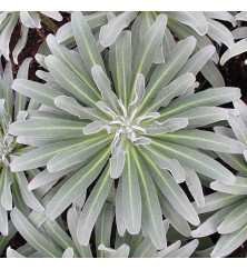 Matthiola incana alba (1lt)